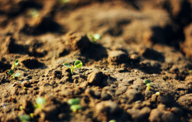 種子發(fā)芽箱溫度怎樣設(shè)定？種子發(fā)芽箱使用說明