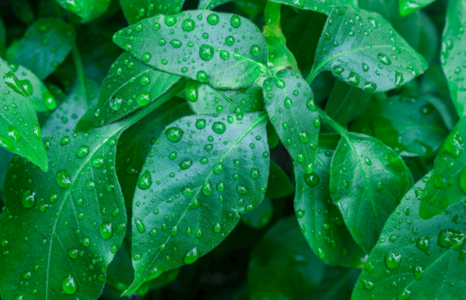 植物光合作用測定儀測定之前該如何選擇葉片？