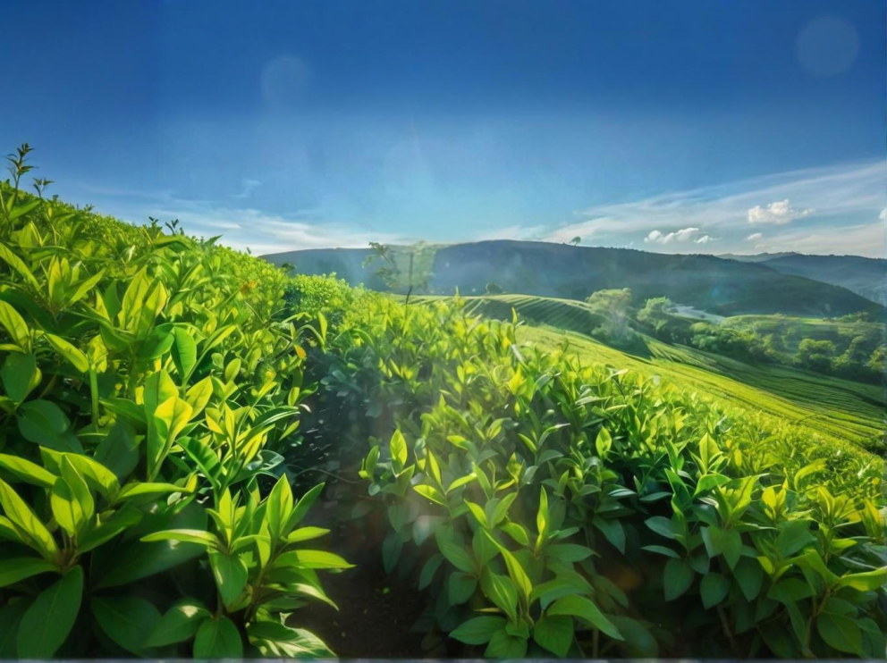 荼葉生產(chǎn)地配置了萊恩德農(nóng)藥殘留檢測(cè)儀，提升茶葉銷(xiāo)售市場(chǎng)